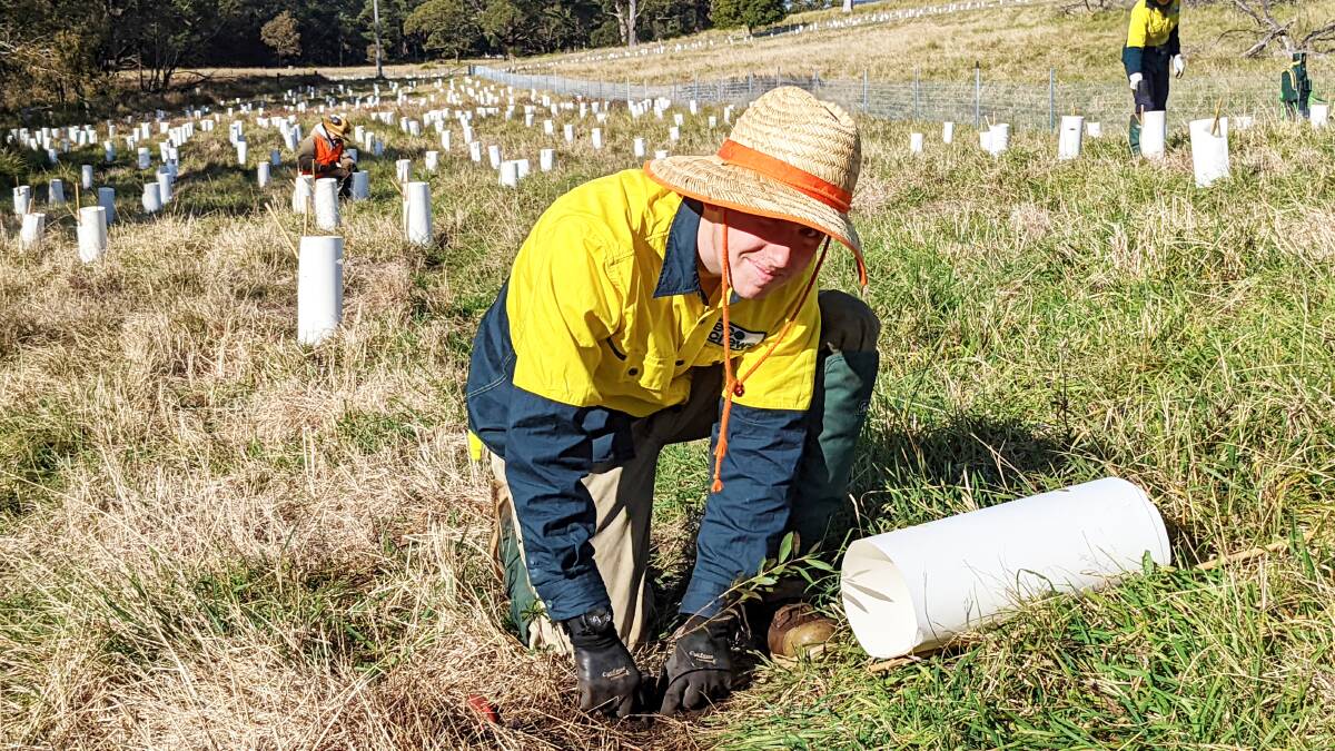 EcoCrew team member Aiden Watson planting native flora near Coila Lake.
Picture: supplied