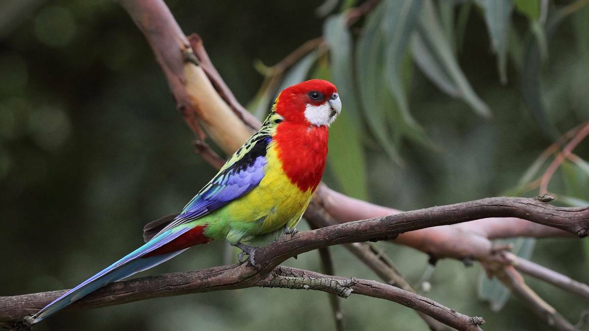 Get out in your backyard for the annual Aussie Bird Count, helping Birdlife Australia protect our feathered friends. Picture by Birdlife Australia.