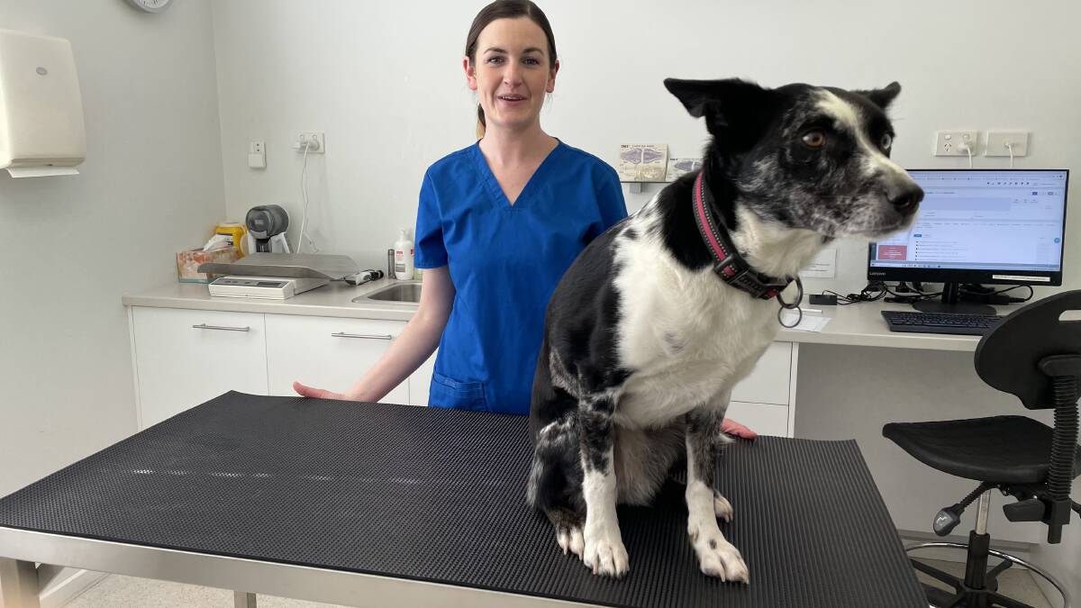 The Australian Veterinary Association's Workforce survey of 2021 found that 38 per cent of vets perform on-call duties.