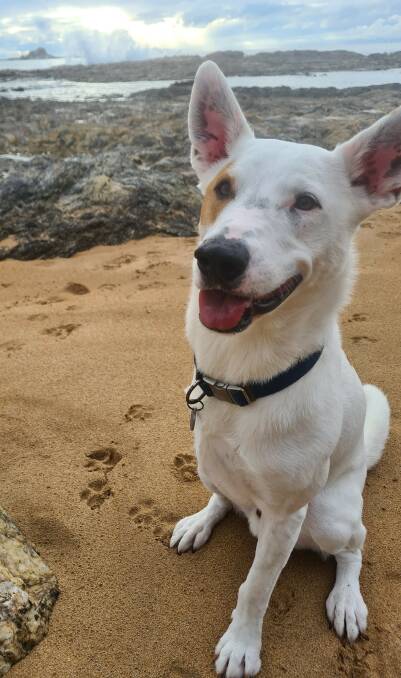 Four-year-old Skip only has three legs but still enjoys life and is a good companion. 