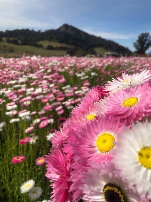 The everlasting dairy paddock at Mountain View Farm will be in spring flower on September 10 for the Tilba CWA Vintage Garden Party fundraiser.
