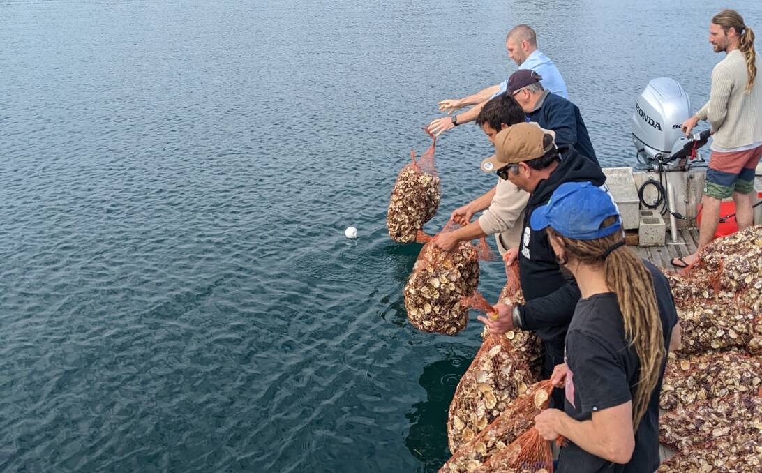 Eurobodalla mayor Mat Hatcher (rear, in pale blue shirt) helped release the settled oyster larvae into the inlet last week. Picture by James Caffery, Eurobodalla Shire Council.