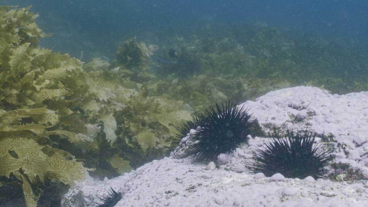 Sea urchins beside kelp off Montague Island near Narooma. Picture by WWF-Australia/Grumpy Turtle Films