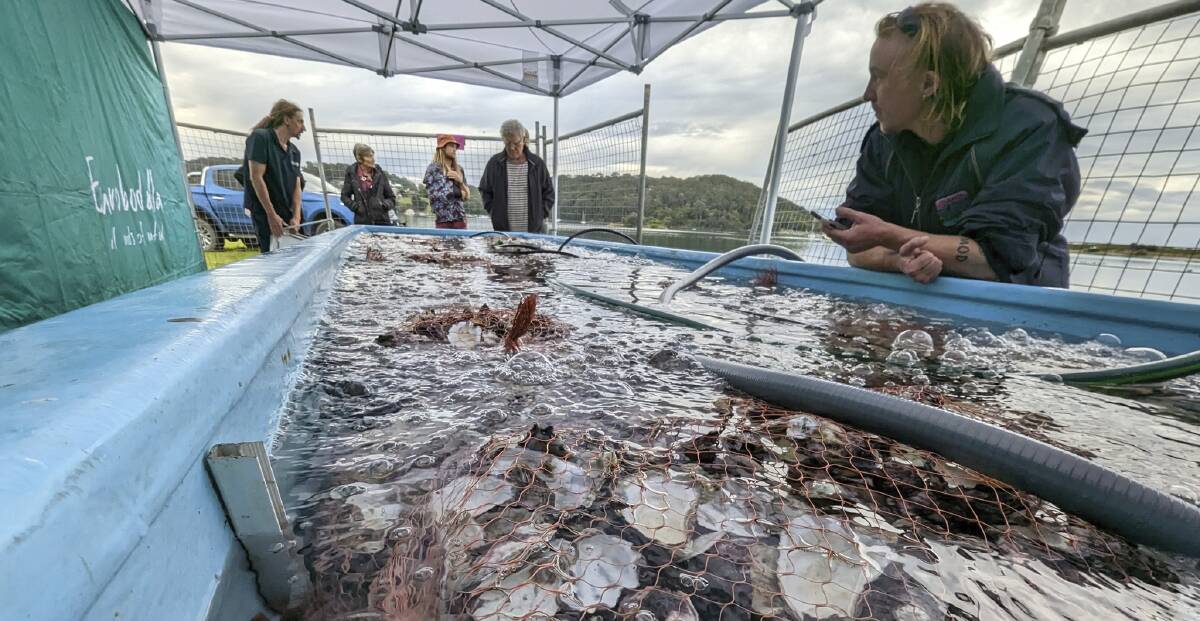 Lewis Hurley of The Nature Conservancy with the baby angasi oyster settlement on recycled shell. The native flat oyster subtidal reef is 1,000 square metres and 4-8 metres deep. Picture supplied.