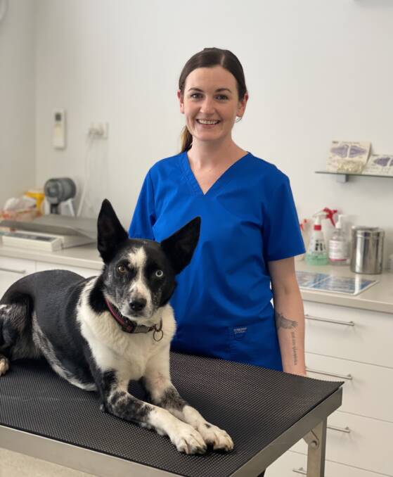 Behind their reassuring smiles, our vets are operating under intense pressure. Photo: Dr Kate Le Bars, Montague Vets