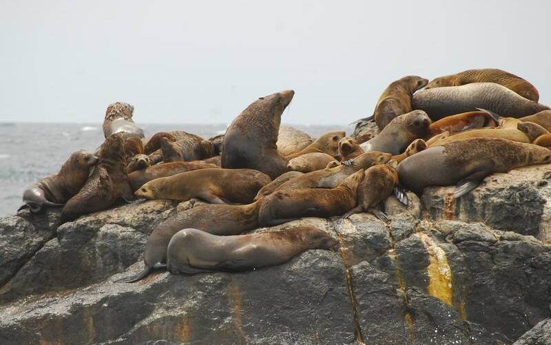 Montague Island in NSW is home to hundreds of Australian and New Zealand fur seals. File picture