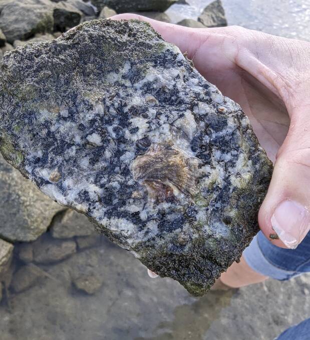 Baby Sydney rock oyster growing on Wagonga Inlet intertidal reef base material. It was built using locally quarried rock and oyster shells. Intertidal shellfish reefs are submerged at high tide and exposed during low tide, the natural home for Sydney rock oysters. Picture supplied. 