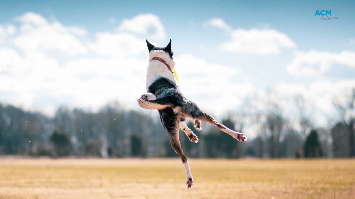 Dog leaps into the air. Picture via Canva
