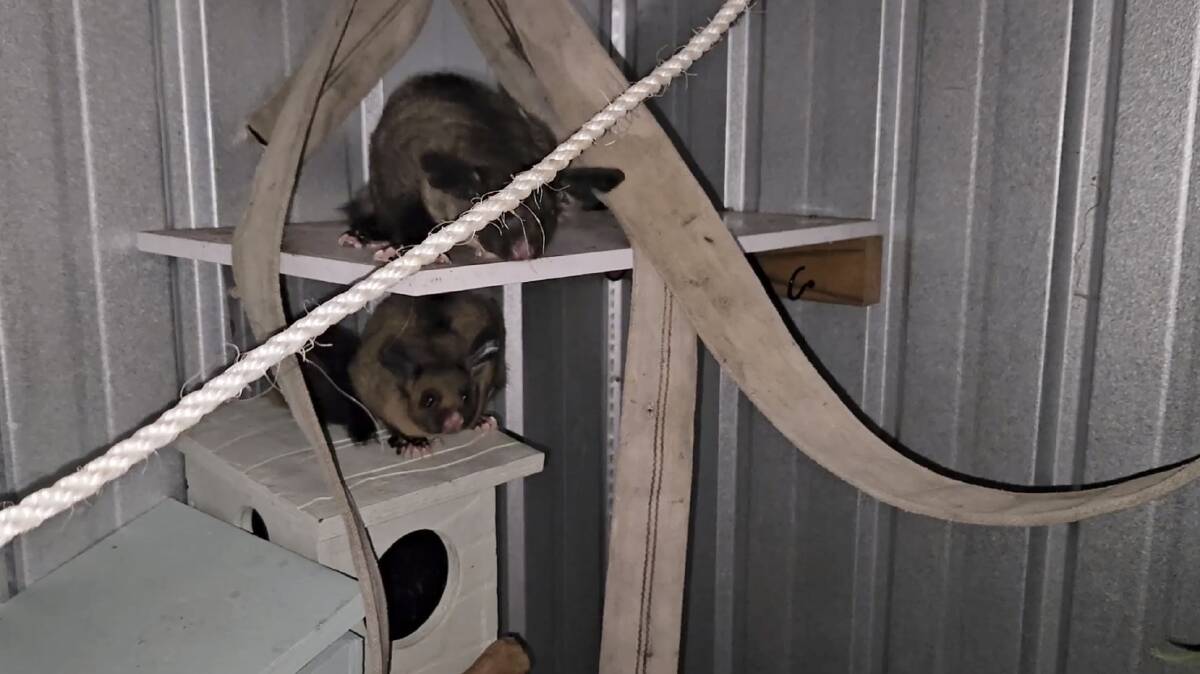 Two vulnerable yellow-bellied gliders have been reunited by two South Coast rescue groups after being discovered five days apart in Tomakin. Picture upplid