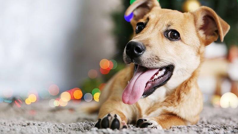 FESTIVE SUCCESS: Celebrate, but there are some things your pets will thank you for.