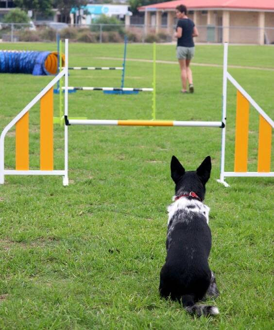 NO FUNNY BUSINESS: Hepburn waits patiently for Kate's signal to jump. Could you? It is important to wait for you pup to be nine-months old before starting agility training.