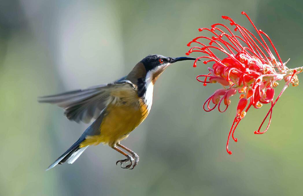 SHOWING BACKBONE: This eastern spinebill demonstrates its skills for Eurobodalla Photographic Club member Phil Warburton.