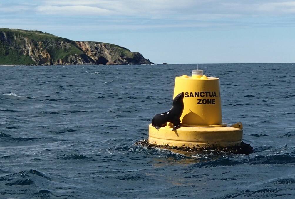 SANCTUARY ZONE: A fur seal takes advantage of a sanctuary marker. Campaigners want six zones removed from the Batemans Marine Park in late 2019 restored by Christmas 2020.