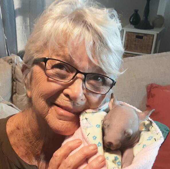 WIRES Mid-South Coast volunteer, Nalda Paterson, cared for wombat joey, Neddie, from February 2020 after Neddie's mother died from burns suffered in the summer bushfires.