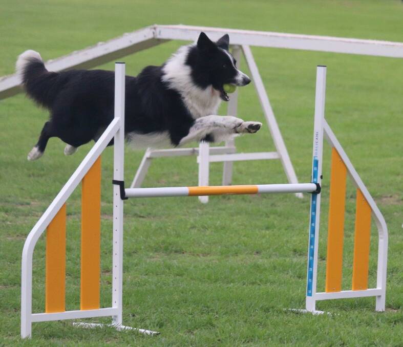 BLACK AND WHITE CASE: Bobbie easily solves the problem of the new agility equipment at Narooma Dog Training Club.