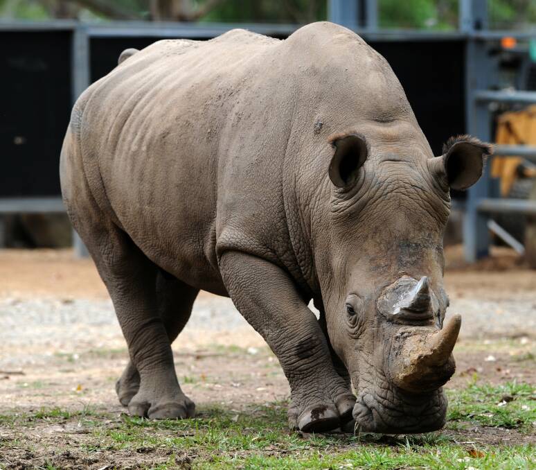 BURLY: Southern white rhinocerous Kai in 2014: PICTURE: Graham Tidy.