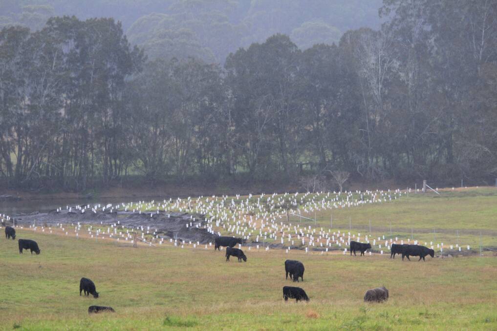 GRANTS AVAILABLE: Cattle grazing at Coila. Landowners are encouraged to apply for grants to protect riparian zones.