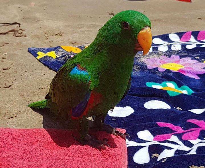 MISSING: Some of the magic is gone from Nomad the Magician's show at the Bell's Family Carnival after this eclectus parrot went missing overnight in Batehaven.