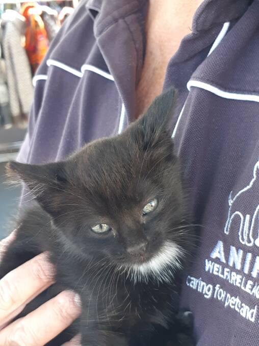 BLACK PEARL: This six-week old kitten was quickly named "Oyster" after being handed in to the Animal Welfare League at the Narooma Oyster Festival.