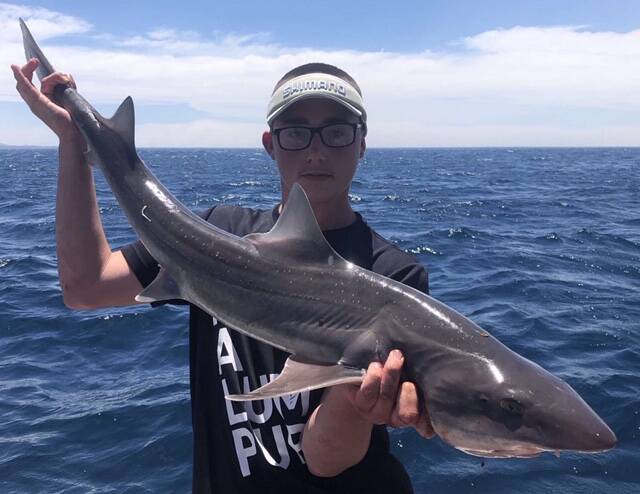 GUMMY: Jake Mikolic shows off a gummy shark caught locally.