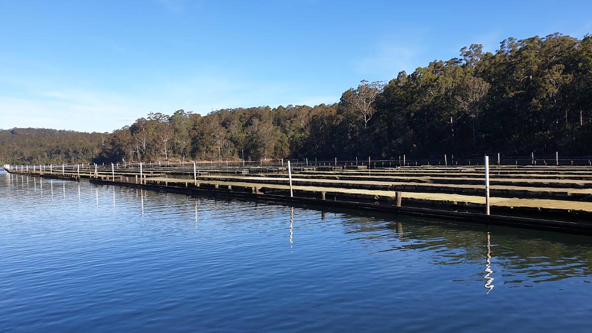 WAGONGA INLET: After a staged reopening, this lovely inlet is back in the oyster trade for Brian Coxon.