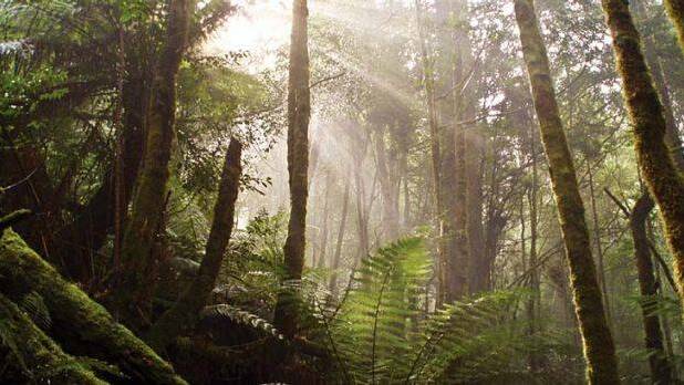 Narooma protest: ‘Native forests not ‘magic pudding’