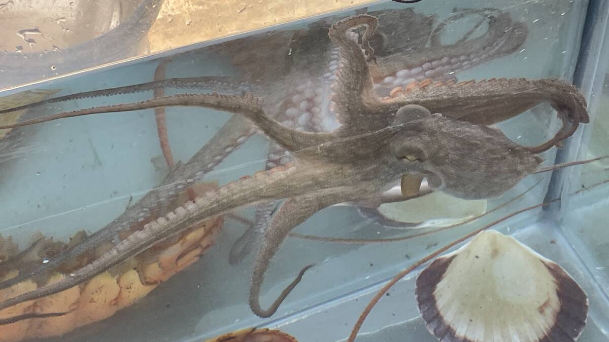 Life under Narooma wharf. Pictures by Ben Smyth
