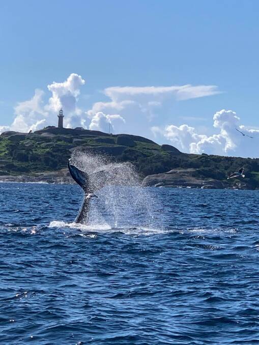 A whale slaps its tail near Montague Island on the same day as the two men were injured (Sunday, June 6). Picture: Michelle and Bill Baillie. 