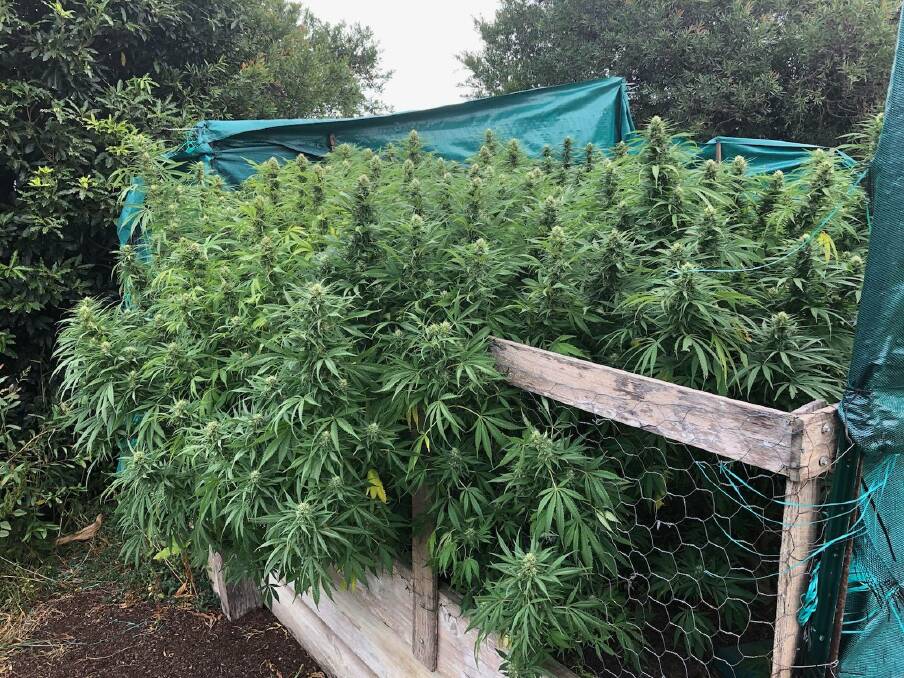 Healthy cannabis plants growing at a home in Bodalla. Image: South Coast Police District