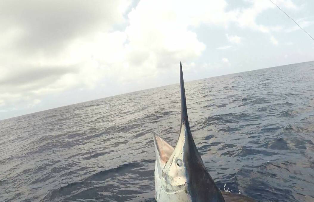 A picture of an 800 pound black marlin in deep waters. Image: Supplied. 