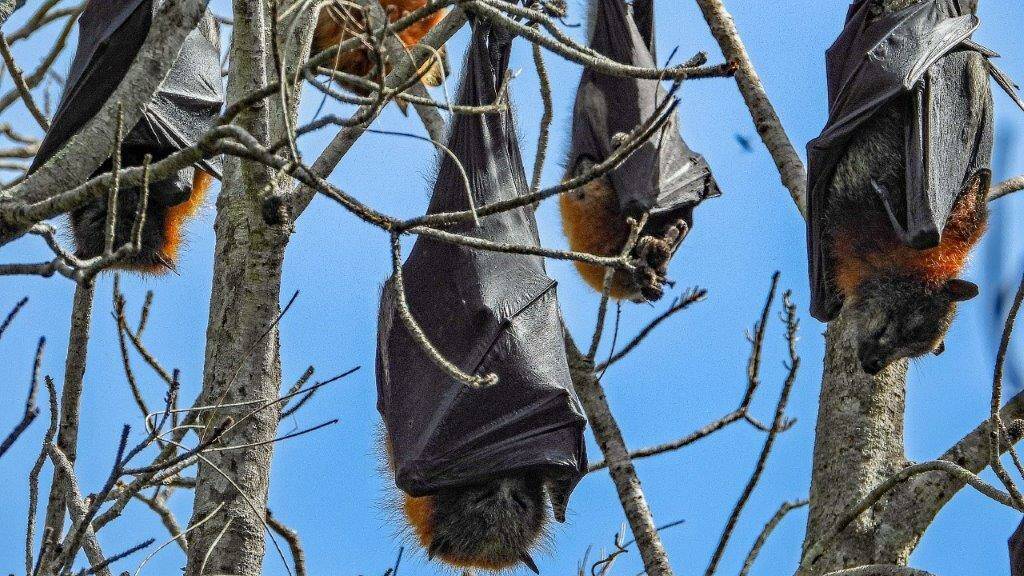 Increase in flying fox numbers across the Eurobodalla