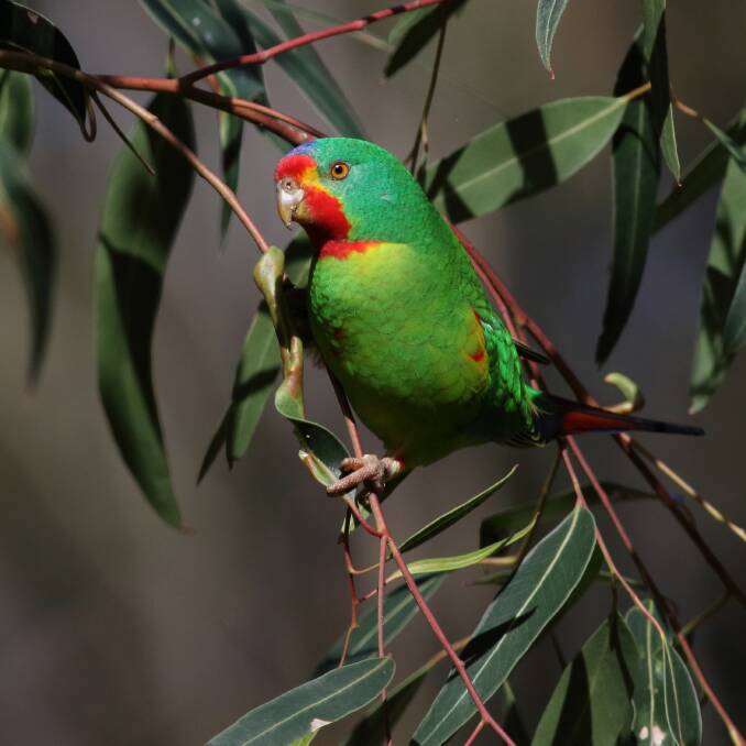 The endangered swift parrot. Image: Supplied. 