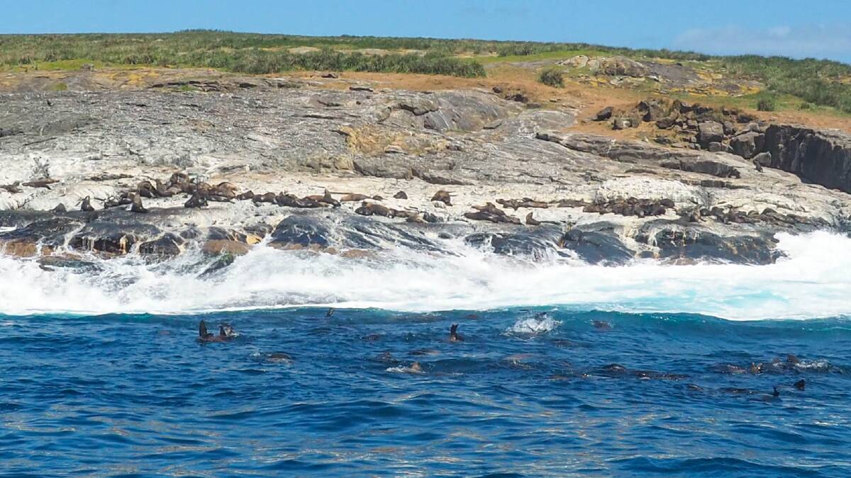 HAPPY HABITAT: A brown fur seal colony on the northern tip of Montague Island. Photo: Jen Thompson.