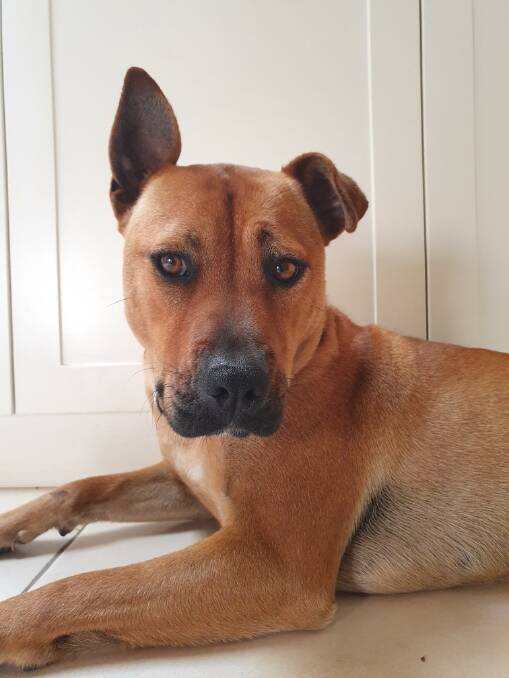 Chloe is a two-year-old staffy/kelpie cross who will make you laugh. She needs a new home. 