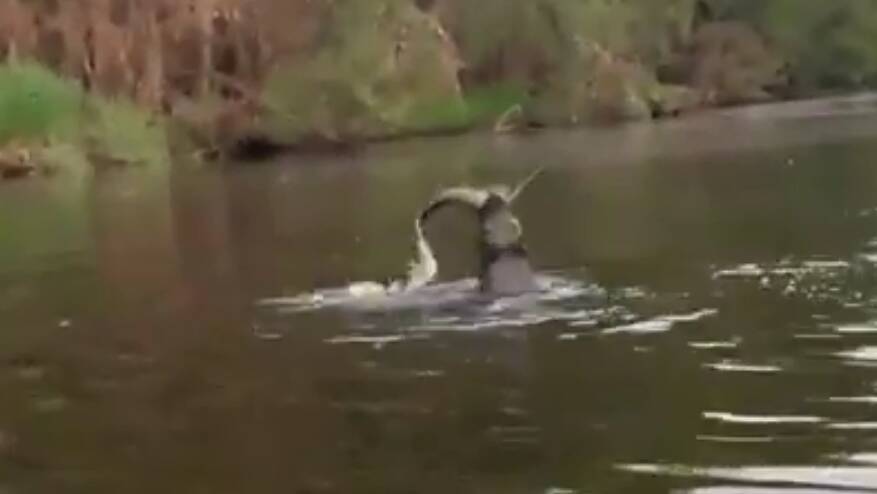 Fisherman Danny Robinson captures the moment a seal swallows an eel in the Tuross River. 