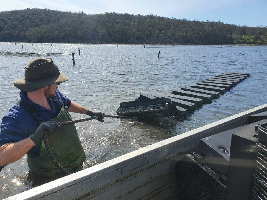Dougie of Broadwater Oysters working with the new bags being trialled in Pambula Lake. 