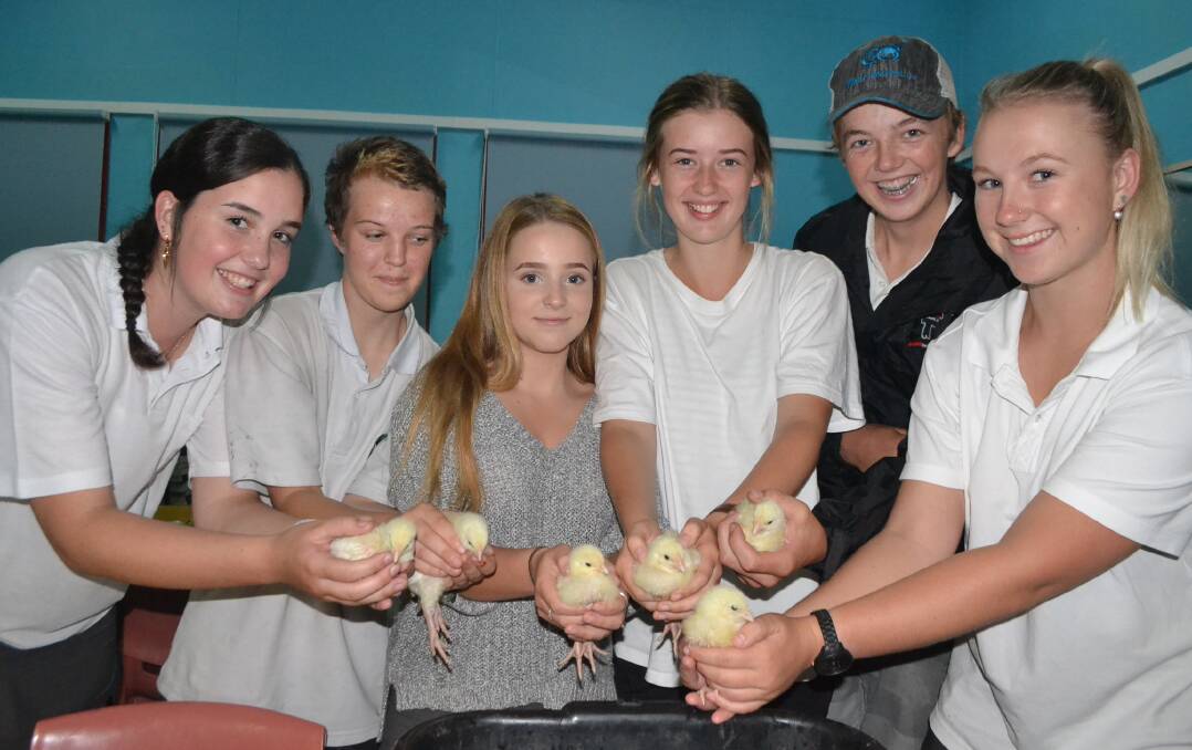 Last year, Narooma High School agriculture students hold chicks to be raised for the Sydney Royal Easter Show.
