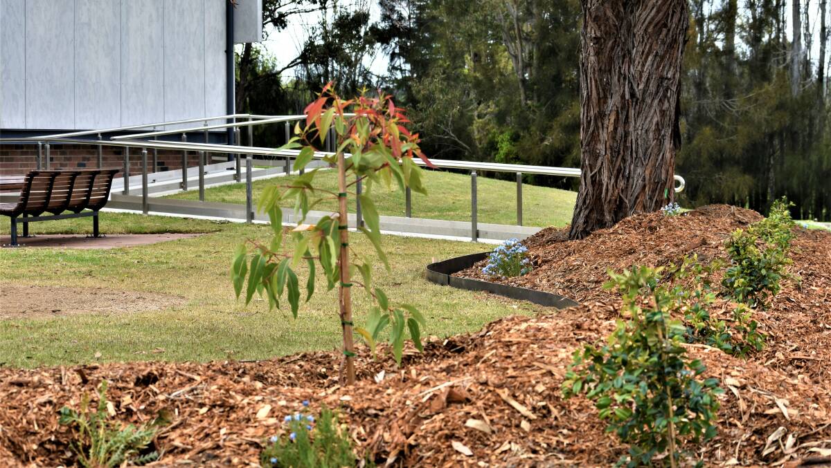 The recently planted sensory garden that runs along the western side of the Bas and Moruya Library complex. Image: Council. 