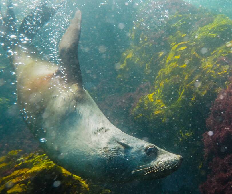 UP CLOSE: A long-nosed fur seal in its element. Photo: Jen Thompson