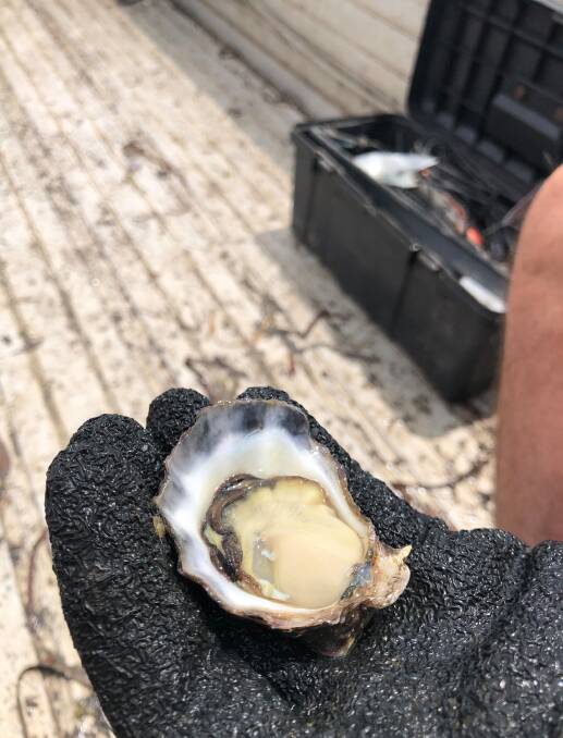 A Sydney rock oyster. 