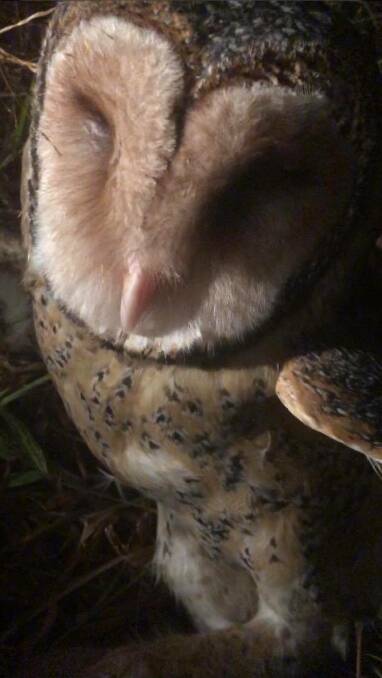 Masked in pain: An Australian masked owl found motionless on the side of George Bass Drive, Tomakin. Picture: Beau Ward.
