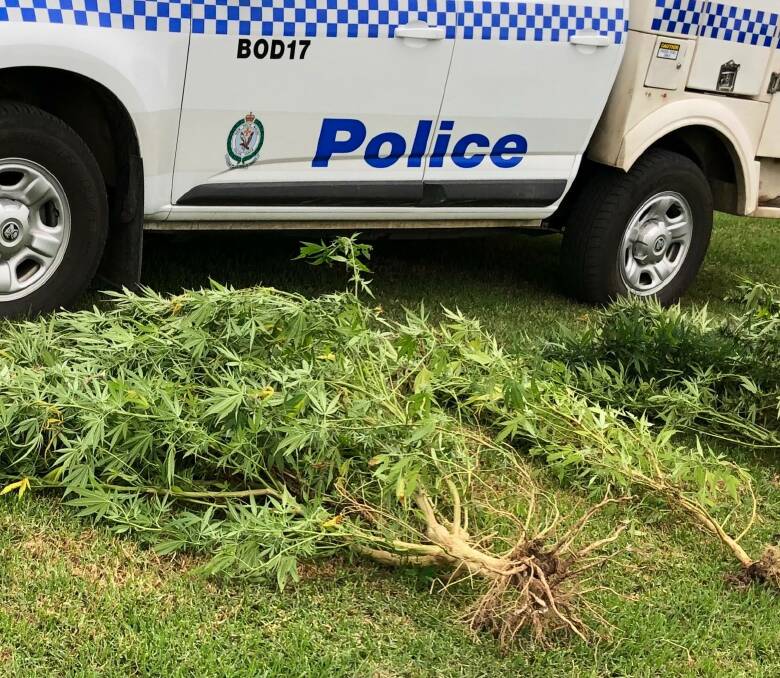 Eight plants seized. Image: South Coast Police District