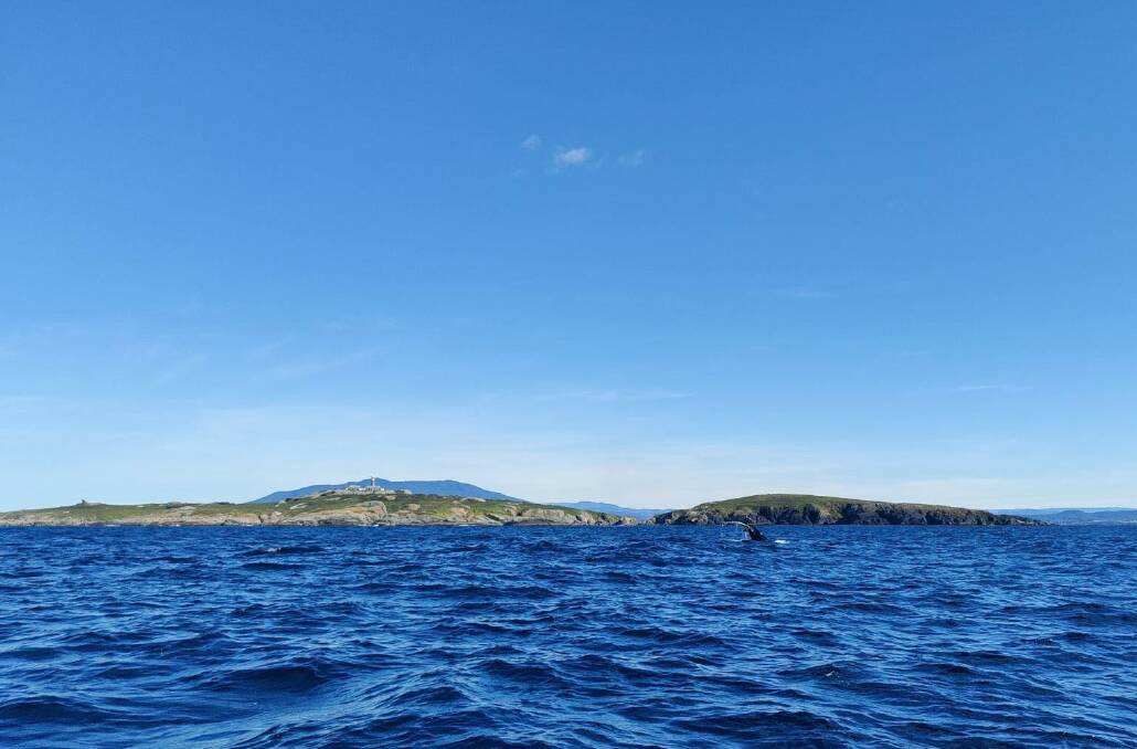 Conditions were so flat on Sunday, Underwater Safaris were able to get a view of breaching whales from the eastern side of Montague Island.