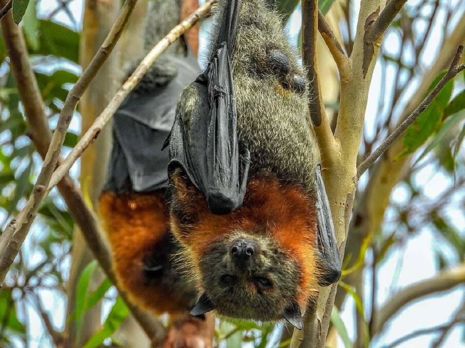 Bat crazy: Eurobodalla Council continues to monitor flying fox populations across the shire. Photo: Bruno Fabbio.