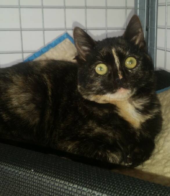 Pet of the week: Coco, a shy little lass