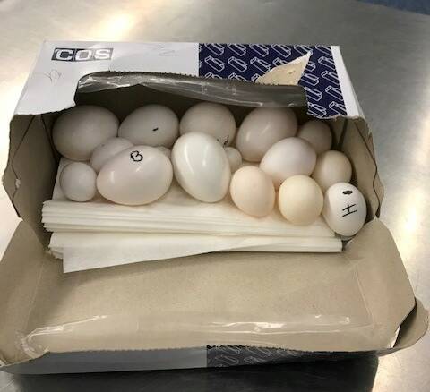 Airport police heard smuggled wildlife eggs hatching as a Sydney man tried to return back to Australia. Pictures: Australia Border Force.