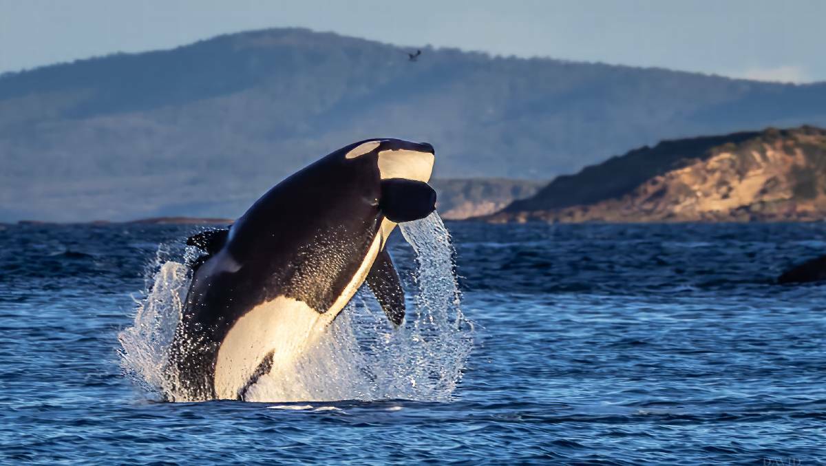 In a sight to behold, a pod of orcas were spotted off the coast at Batemans Bay over the weekend. Picture by David Rogers Photography.
