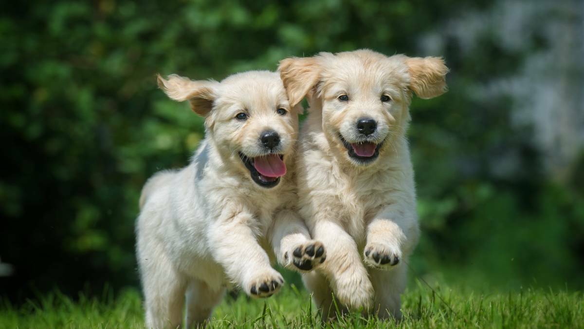 Puppies playing: Image: Shutterstock