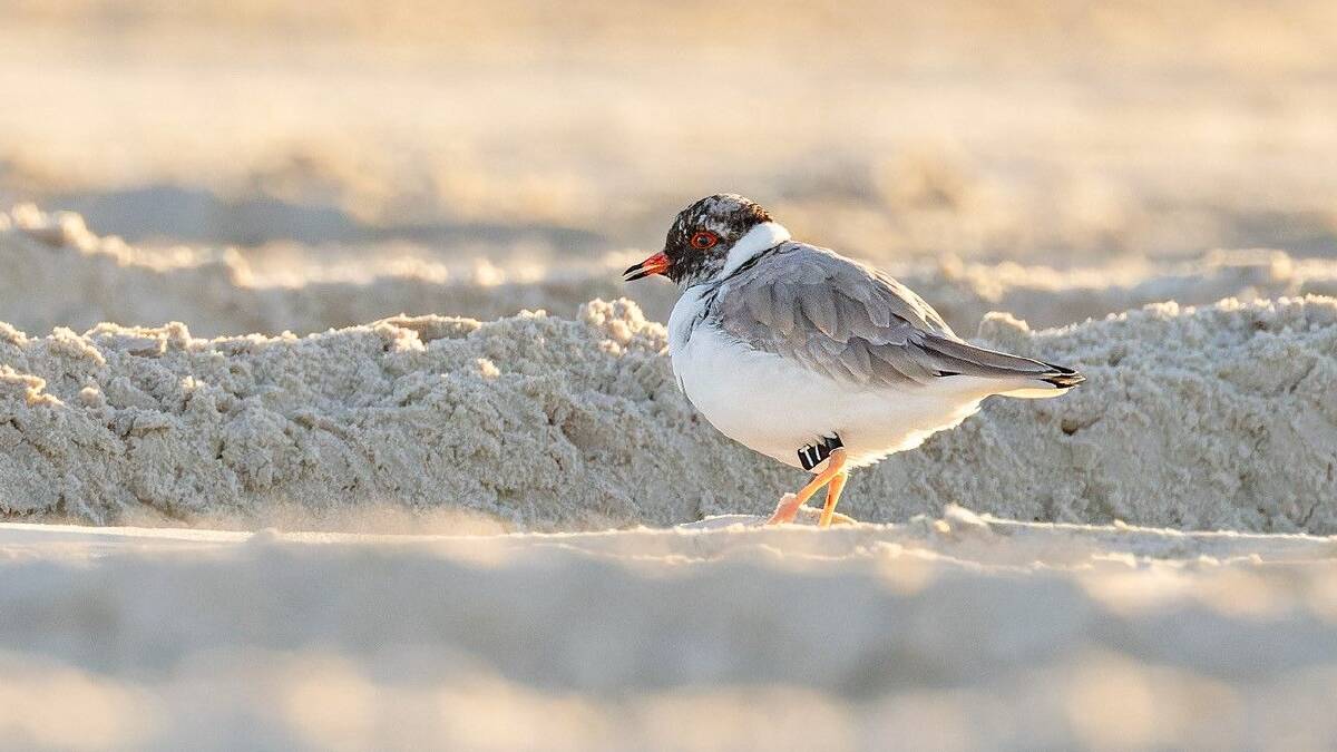 A rare Hooded Plover born in Eurobodalla National Park has been spotted seven months later more than 850km kilometres north in Broadwater National Park. Picture supplied.
