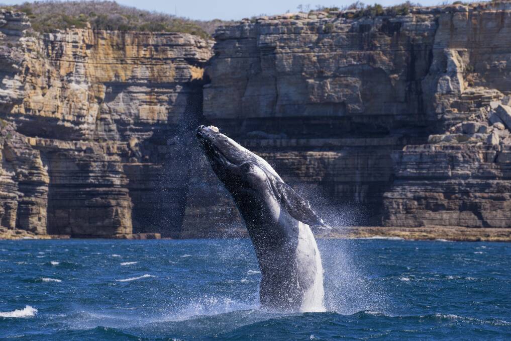 Our cover: A humpback whale surfaces off Beecroft Peninsular, Jervis Bay. Photo: Maree Clout